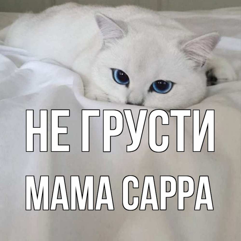 Открытка на каждый день с именем, Мама-Сарра Не грусти белый кот с голубыми глазами на белоснежной кровати Прикольная открытка с пожеланием онлайн скачать бесплатно 