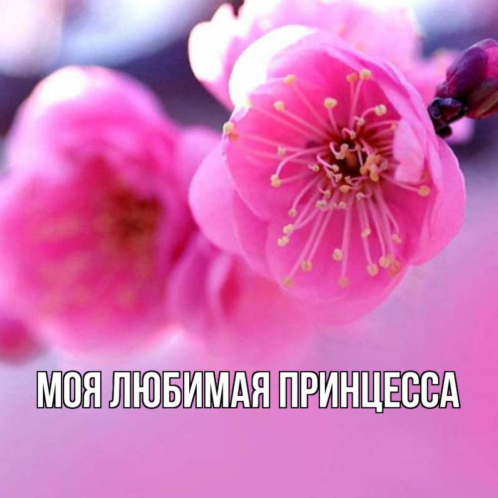 Открытка на каждый день с именем, Моя-Любимая-Принцесса Главная наурыз мейрам Прикольная открытка с пожеланием онлайн скачать бесплатно 