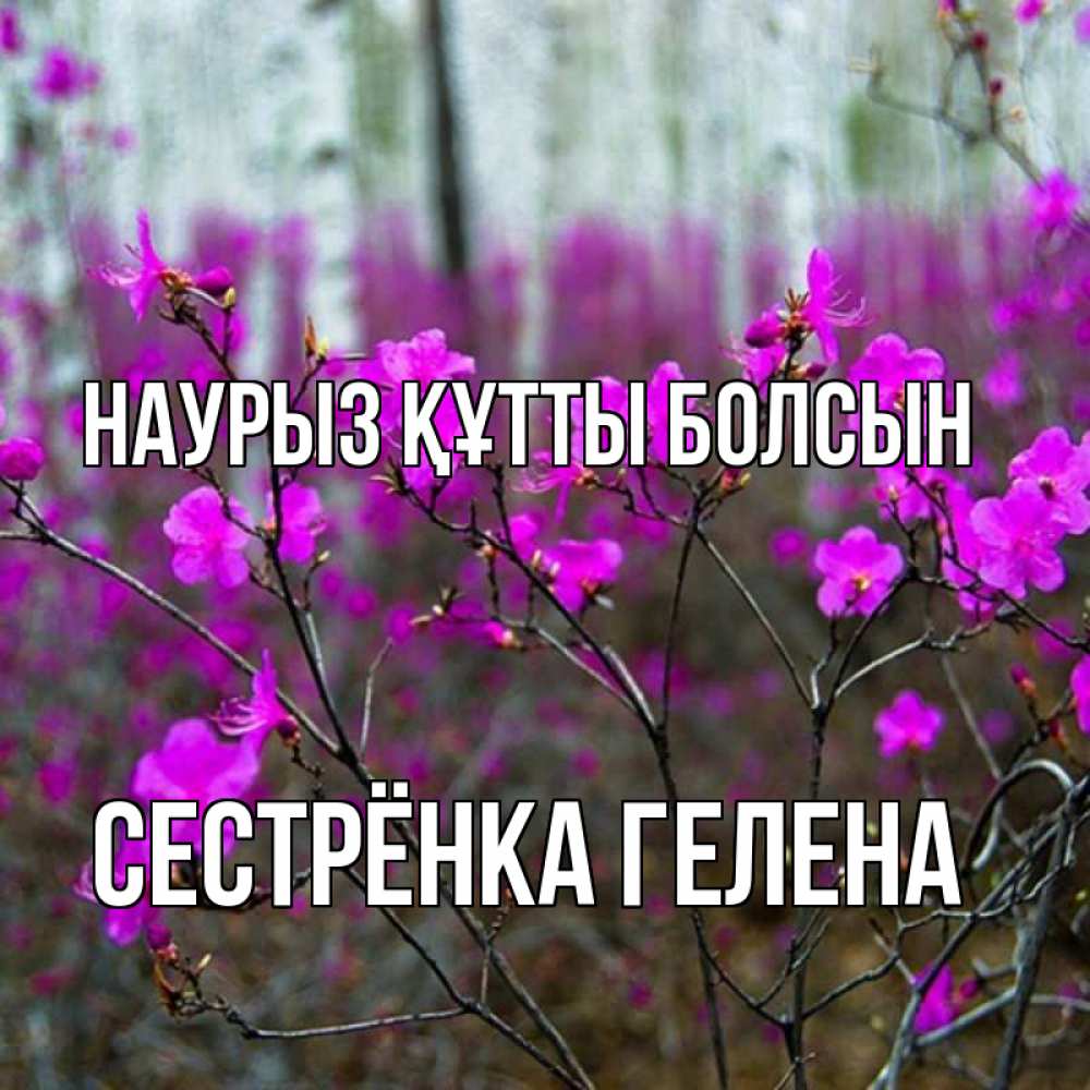 Открытка на каждый день с именем, Сестрёнка-Гелена Наурыз құтты болсын дикие цветы Прикольная открытка с пожеланием онлайн скачать бесплатно 