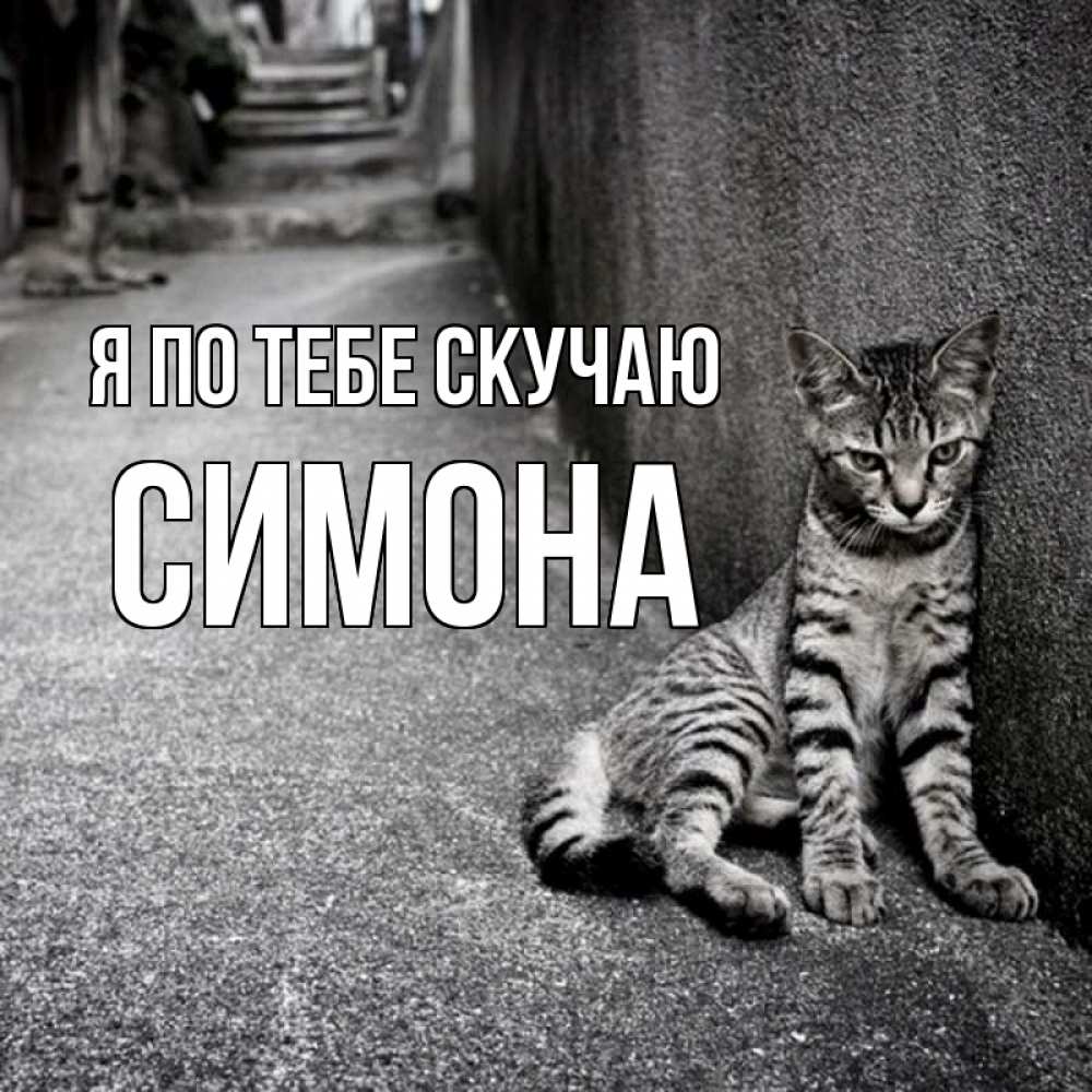 Открытка на каждый день с именем, Симона Я по тебе скучаю одиноко котику Прикольная открытка с пожеланием онлайн скачать бесплатно 