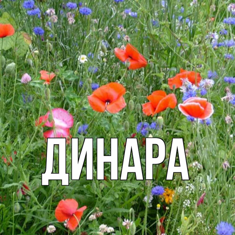 Открытка на каждый день с именем, Динара Главная наурыз  4 Прикольная открытка с пожеланием онлайн скачать бесплатно 