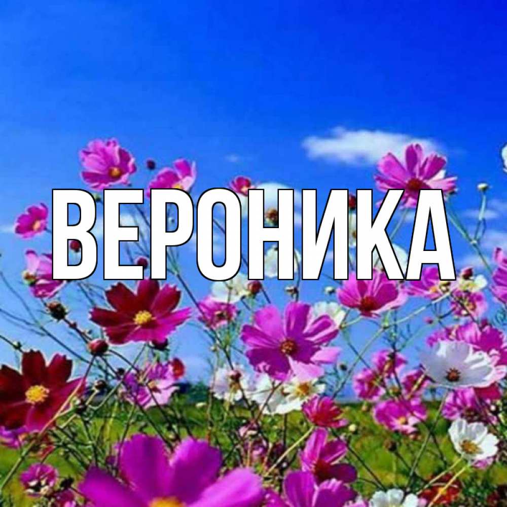 Открытка на каждый день с именем, Вероника Главная цветы Прикольная открытка с пожеланием онлайн скачать бесплатно 