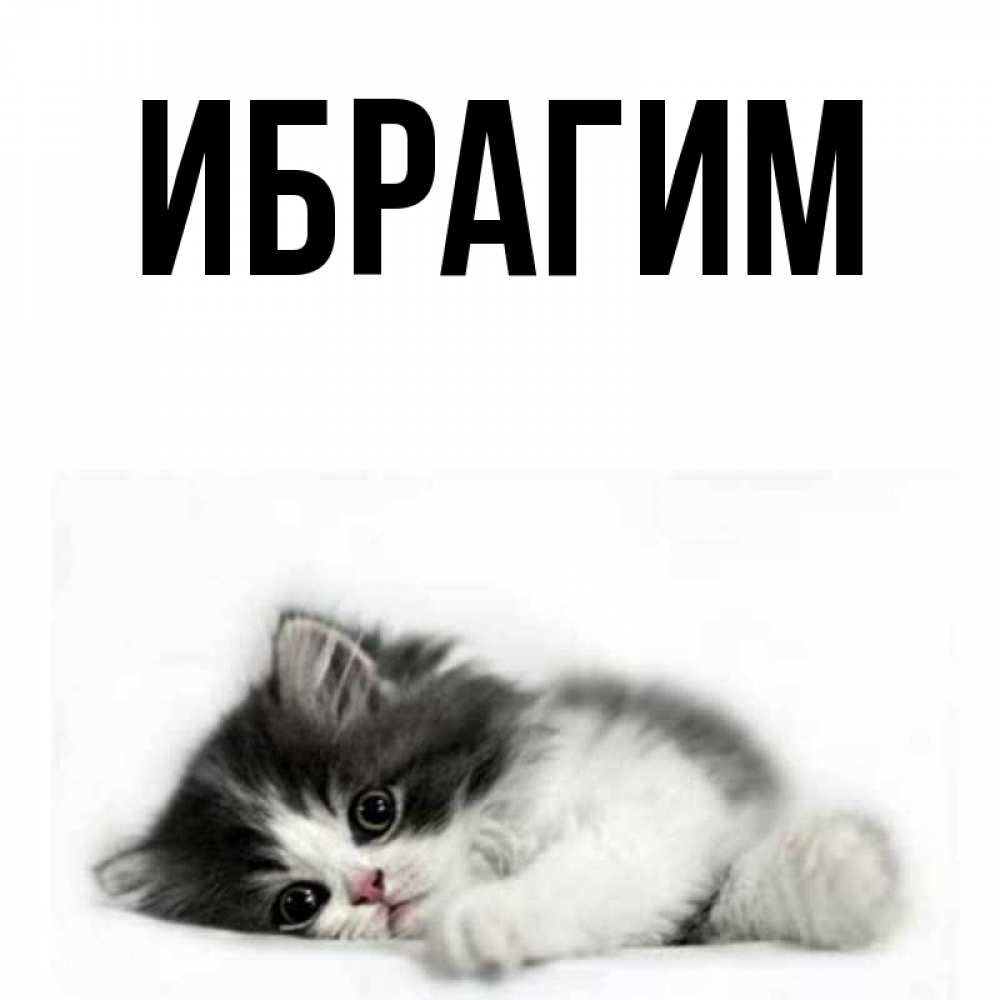 Открытка на каждый день с именем, Ибрагим Главная черный и белый кот Прикольная открытка с пожеланием онлайн скачать бесплатно 
