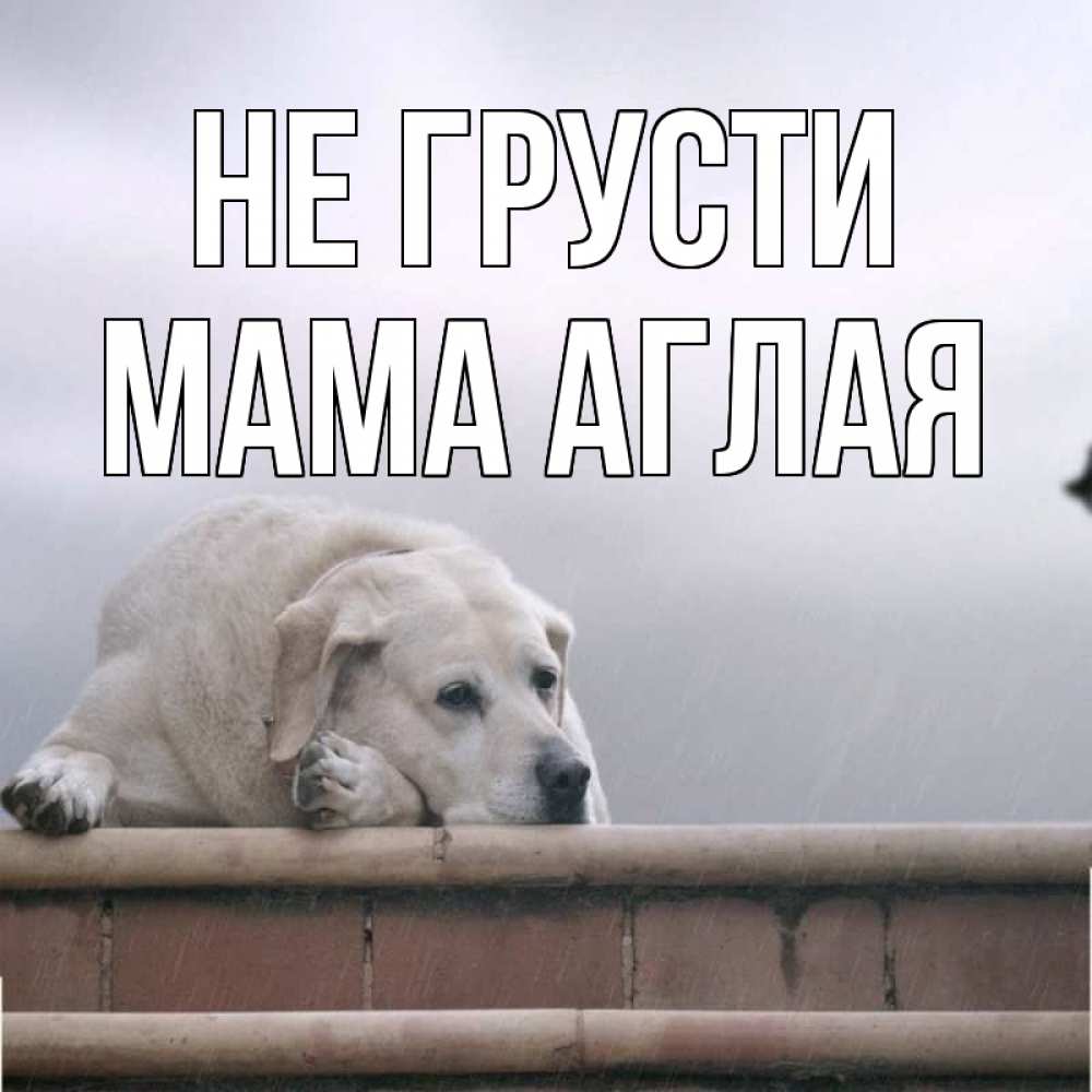 Открытка на каждый день с именем, Мама-Аглая Не грусти белый пес 1 Прикольная открытка с пожеланием онлайн скачать бесплатно 