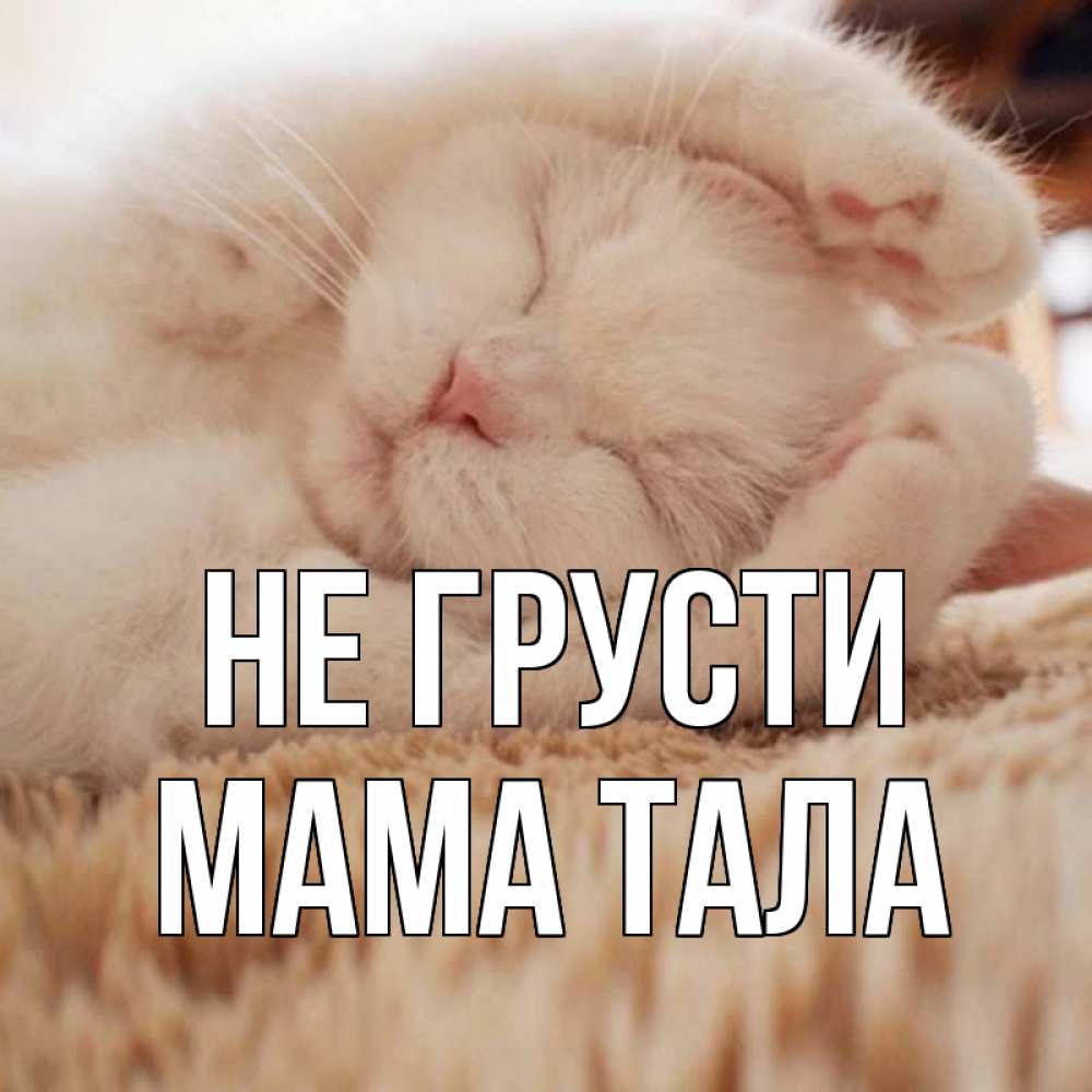 Открытка на каждый день с именем, Мама-Тала Не грусти белый кот Прикольная открытка с пожеланием онлайн скачать бесплатно 
