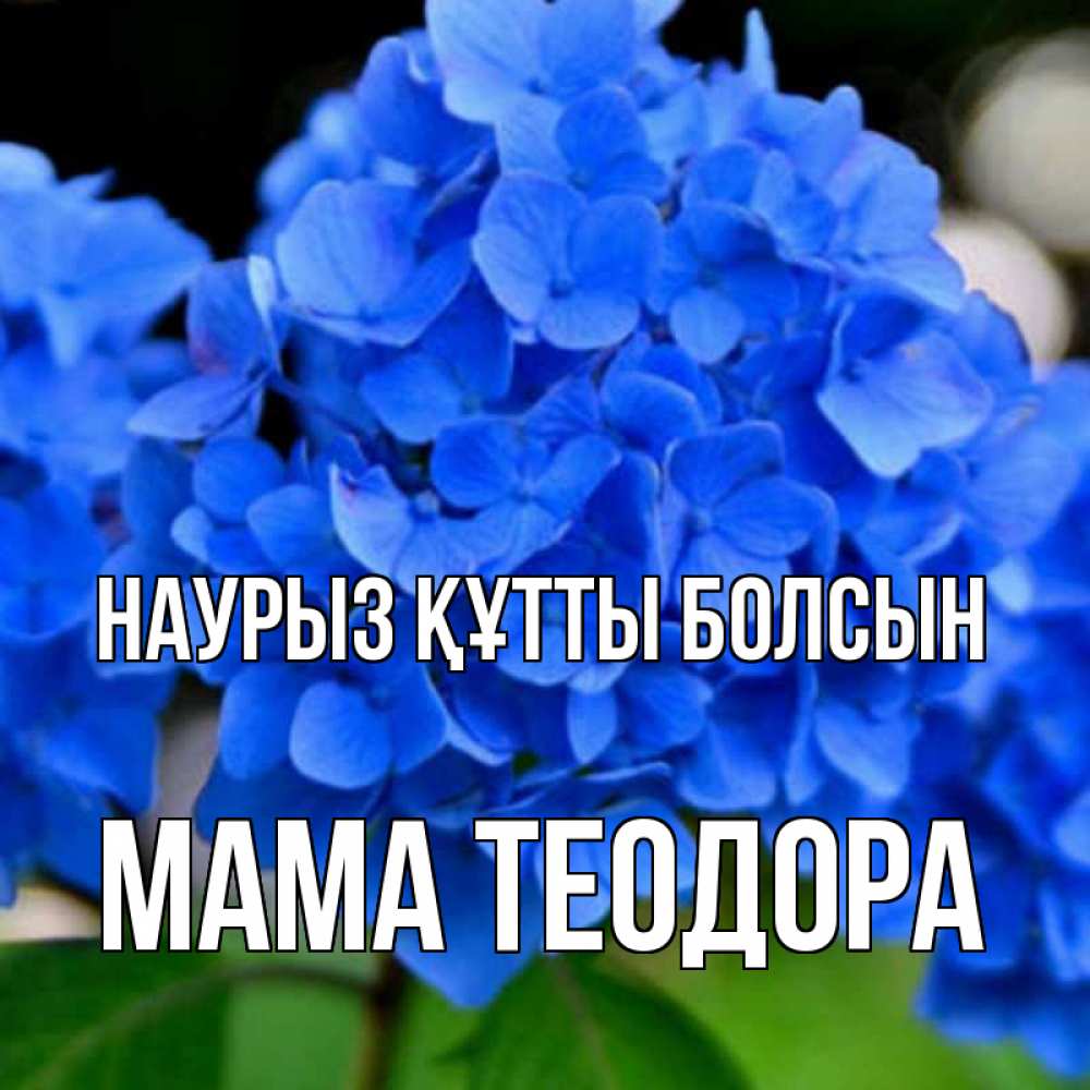Открытка на каждый день с именем, Мама-Теодора Наурыз құтты болсын синие цветы Прикольная открытка с пожеланием онлайн скачать бесплатно 