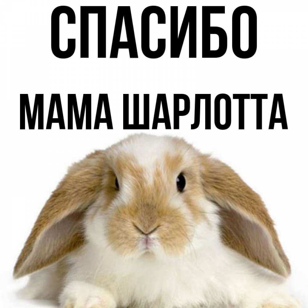 Открытка на каждый день с именем, Мама-Шарлотта Спасибо коричнево белый заяц Прикольная открытка с пожеланием онлайн скачать бесплатно 