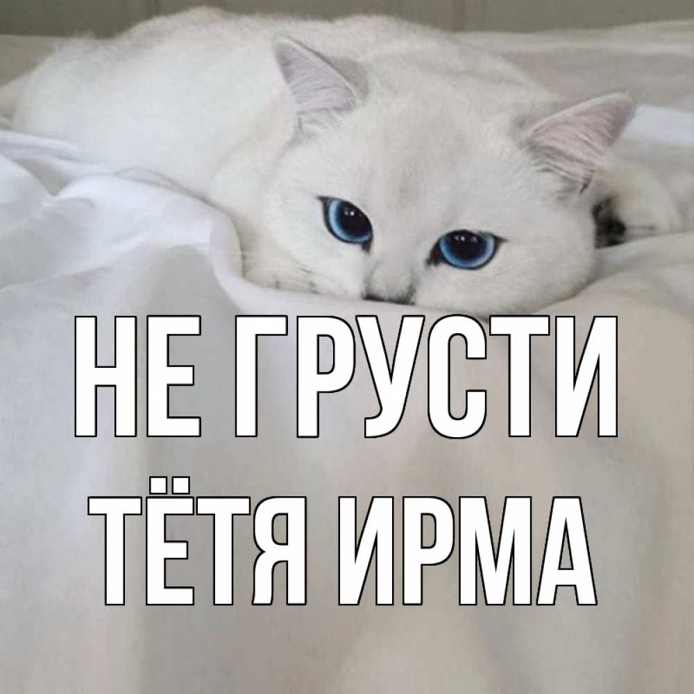 Открытка на каждый день с именем, Тётя-Ирма Не грусти белый кот с голубыми глазами на белоснежной кровати Прикольная открытка с пожеланием онлайн скачать бесплатно 