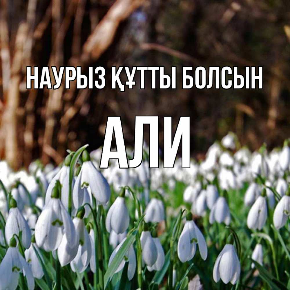 Открытка на каждый день с именем, Али Наурыз құтты болсын с подснежниками 1 Прикольная открытка с пожеланием онлайн скачать бесплатно 