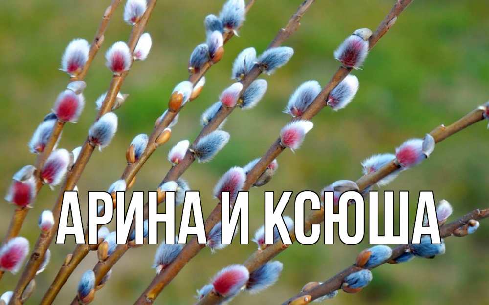 Открытка на каждый день с именем, Арина-и-Ксюша Главная верба Прикольная открытка с пожеланием онлайн скачать бесплатно 