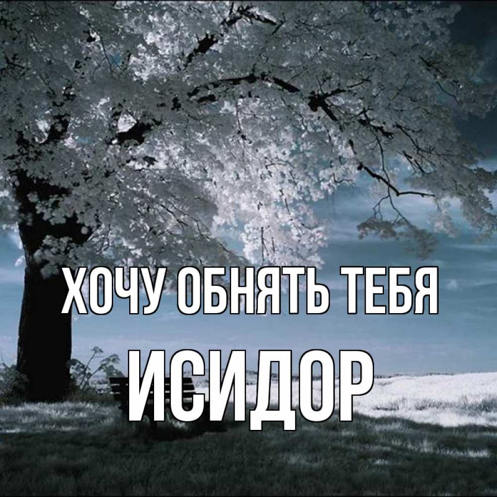 Открытка на каждый день с именем, Исидор Хочу обнять тебя дерево Прикольная открытка с пожеланием онлайн скачать бесплатно 