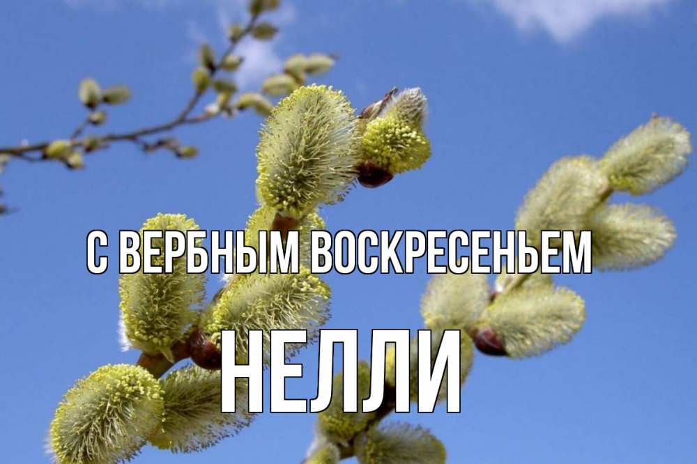 Открытка на каждый день с именем, Нелли С вербным воскресеньем верба Прикольная открытка с пожеланием онлайн скачать бесплатно 