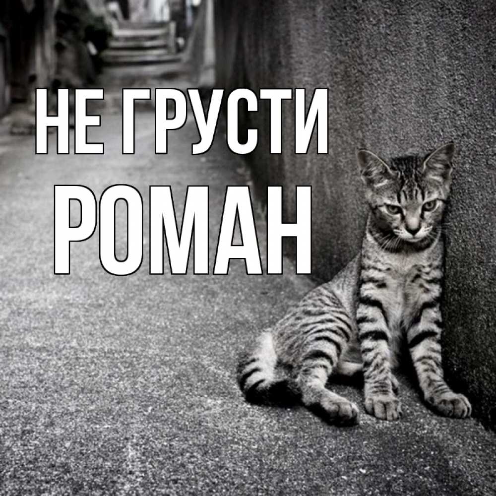 Открытка на каждый день с именем, Роман Не грусти скучающий котик Прикольная открытка с пожеланием онлайн скачать бесплатно 