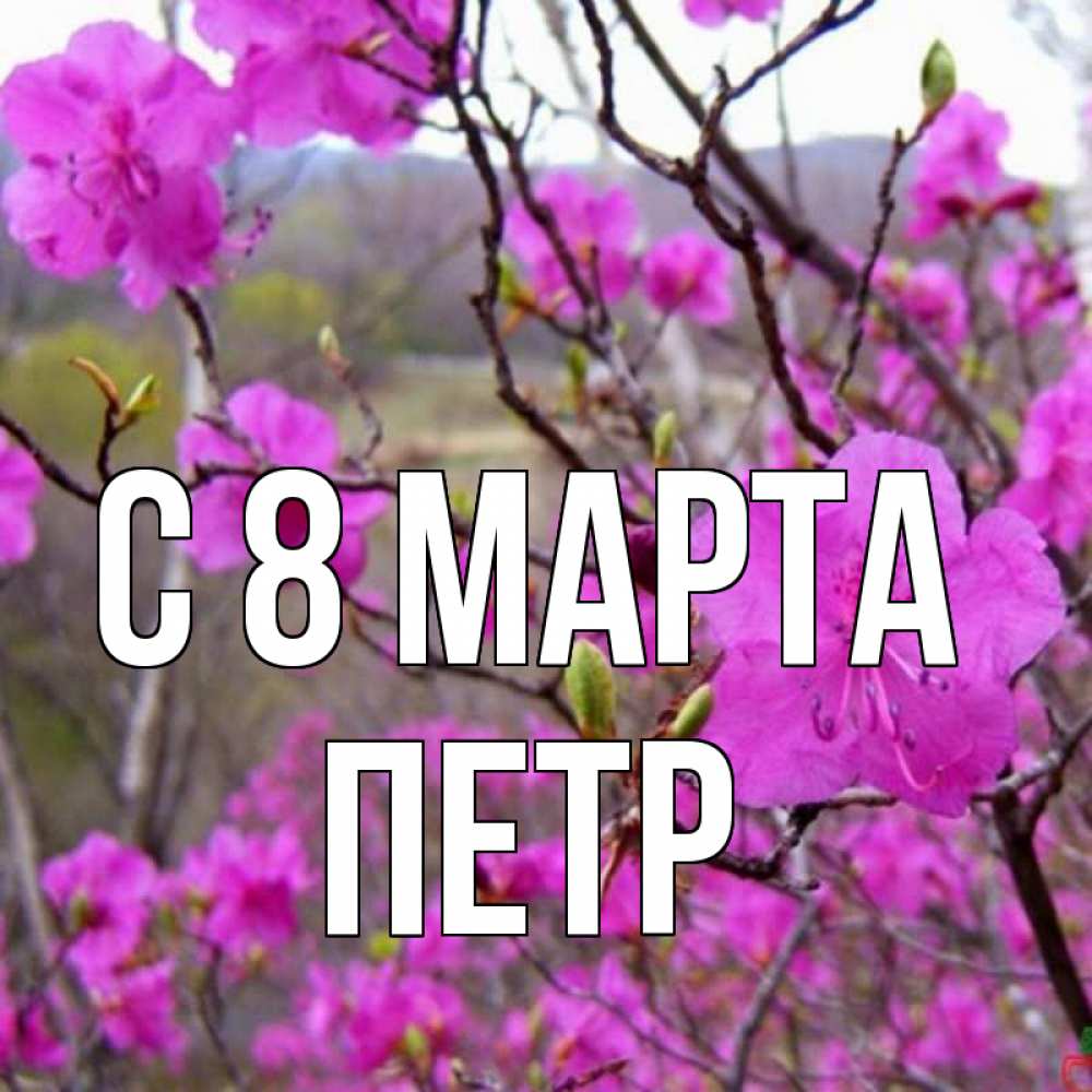 Открытка на каждый день с именем, Петр С 8 МАРТА международный женский день Прикольная открытка с пожеланием онлайн скачать бесплатно 