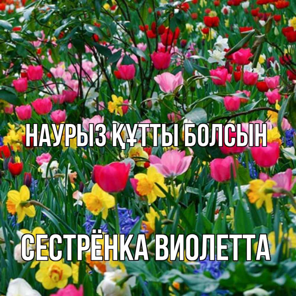 Открытка на каждый день с именем, Сестрёнка-Виолетта Наурыз құтты болсын с наурызом поздравления для женщины Прикольная открытка с пожеланием онлайн скачать бесплатно 