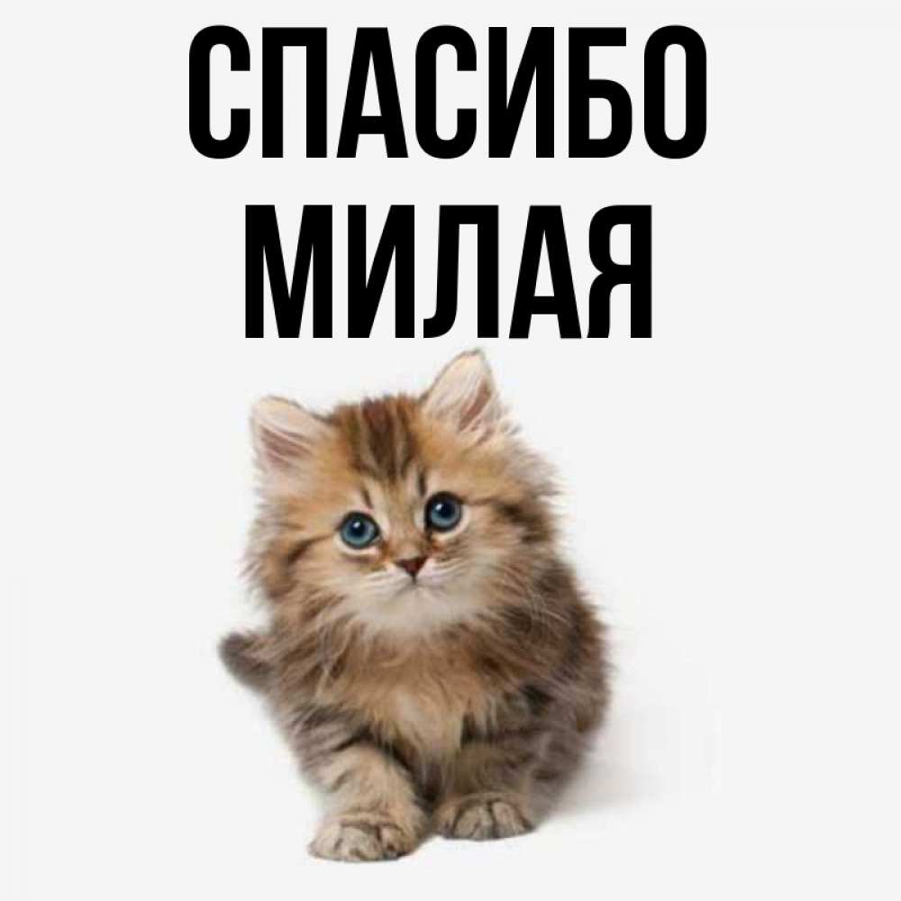 Как мило назвать даню