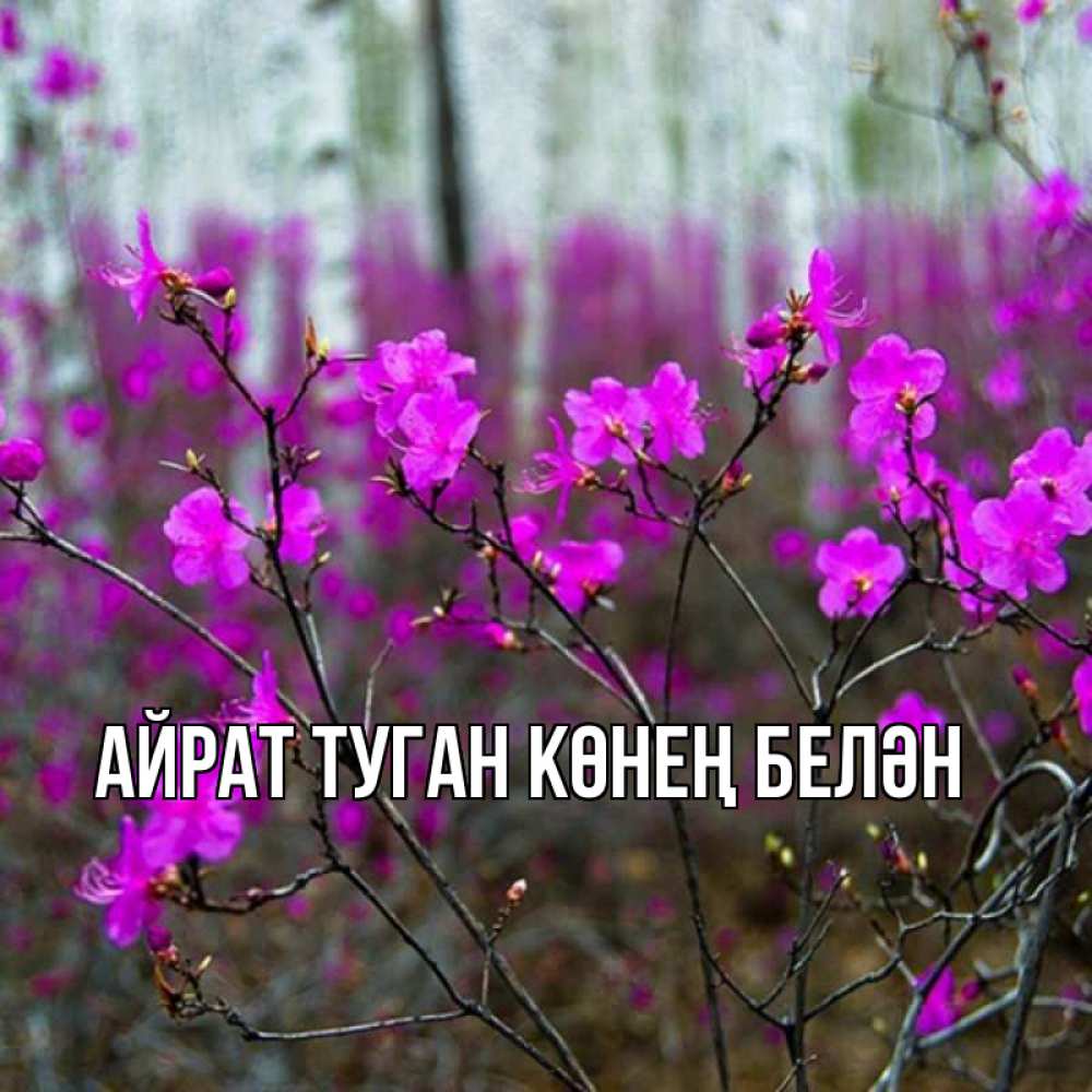 Открытка на каждый день с именем, Айрат-туган-көнең-белән Главная дикие цветы Прикольная открытка с пожеланием онлайн скачать бесплатно 