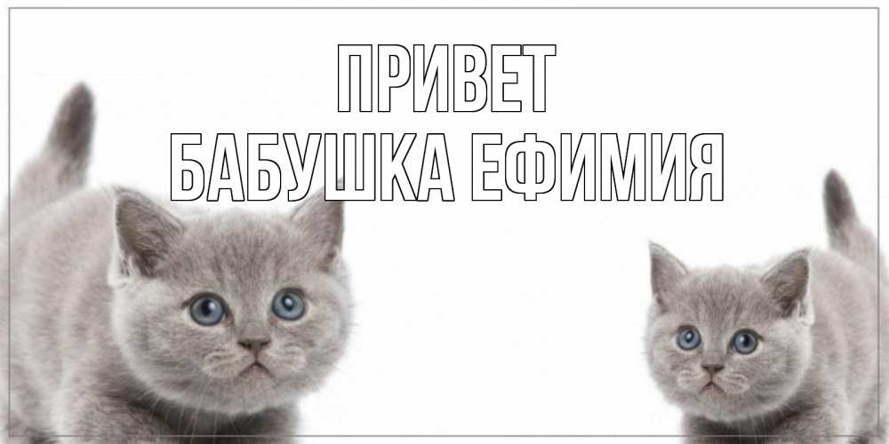 Открытка на каждый день с именем, Бабушка-Ефимия Привет коты Прикольная открытка с пожеланием онлайн скачать бесплатно 