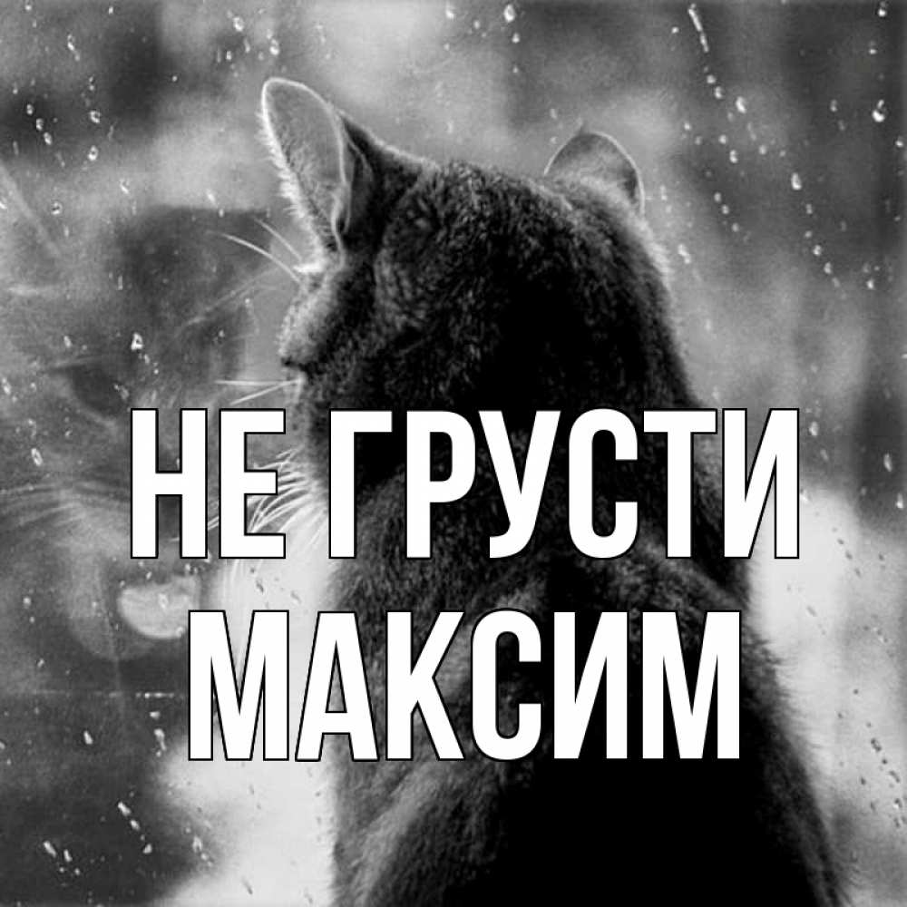 Открытка на каждый день с именем, Максим Не грусти отражение кота 1 Прикольная открытка с пожеланием онлайн скачать бесплатно 