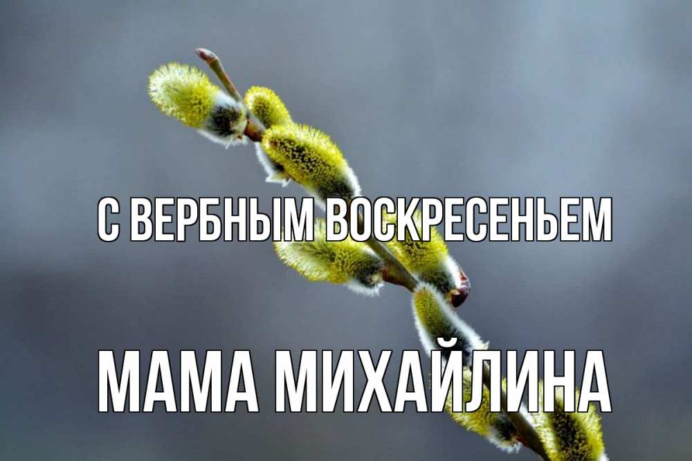 Открытка на каждый день с именем, Мама-Михайлина С вербным воскресеньем верба Прикольная открытка с пожеланием онлайн скачать бесплатно 