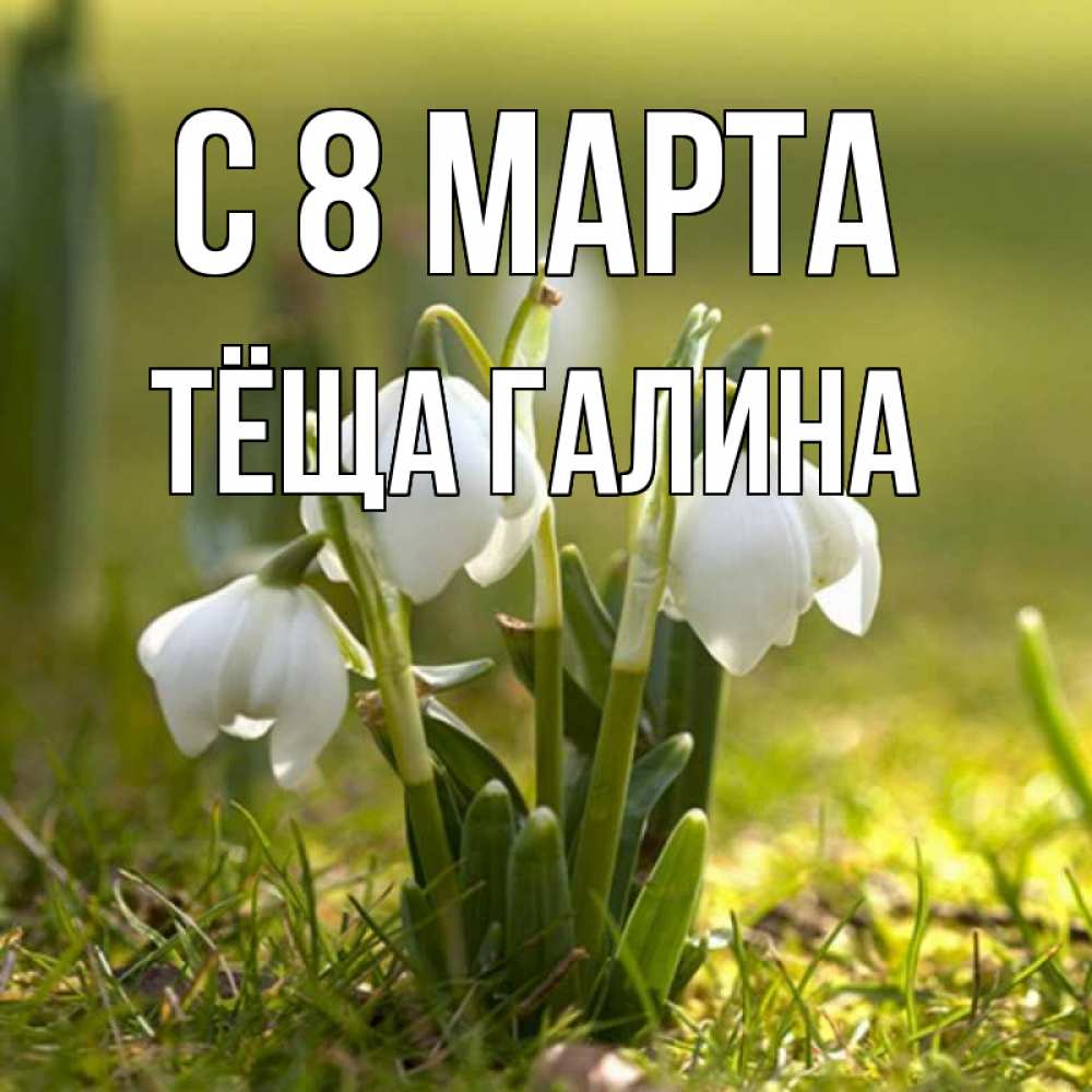 Открытка на каждый день с именем, Тёща-Галина С 8 МАРТА ранние цветы 2 Прикольная открытка с пожеланием онлайн скачать бесплатно 