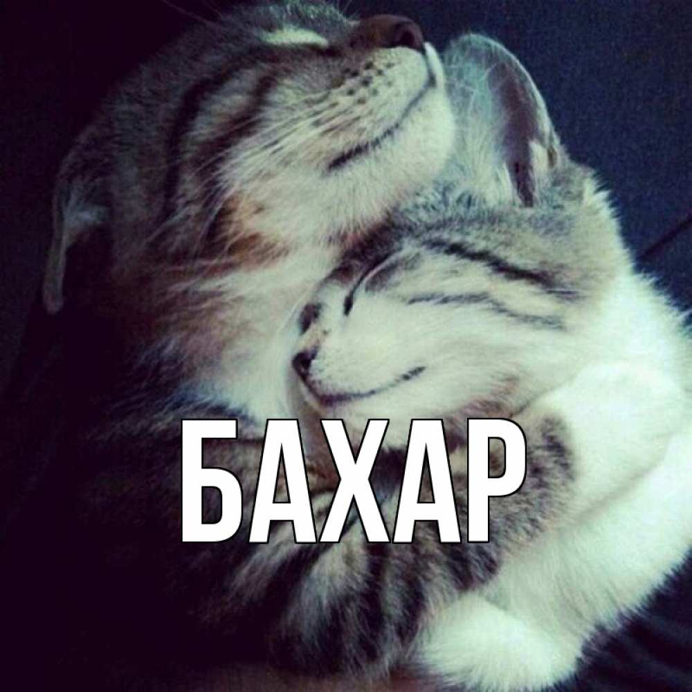 Открытка на каждый день с именем, Бахар Главная полосатики Прикольная открытка с пожеланием онлайн скачать бесплатно 