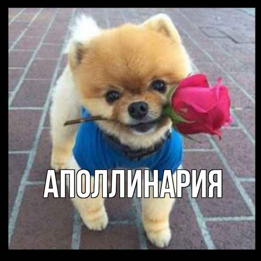 Открытка на каждый день с именем, Аполлинария Главная роза в зубах Прикольная открытка с пожеланием онлайн скачать бесплатно 