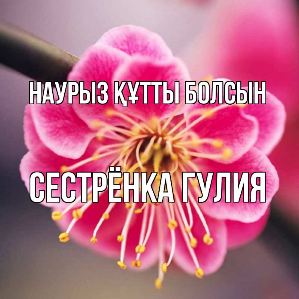 Открытка на каждый день с именем, Сестрёнка-Гулия Наурыз құтты болсын цветы Прикольная открытка с пожеланием онлайн скачать бесплатно 