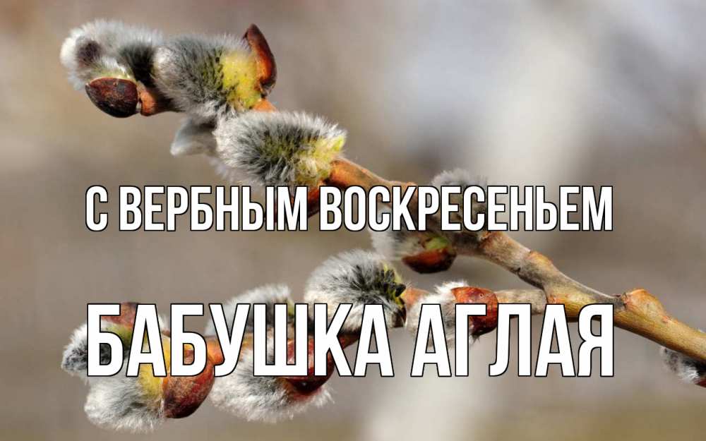 Открытка на каждый день с именем, Бабушка-Аглая С вербным воскресеньем Верба Прикольная открытка с пожеланием онлайн скачать бесплатно 
