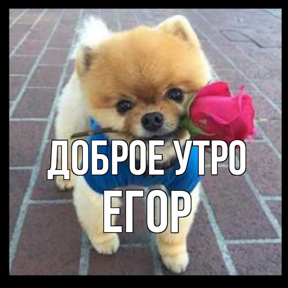 Открытка на каждый день с именем, Егор Доброе утро роза в зубах Прикольная открытка с пожеланием онлайн скачать бесплатно 