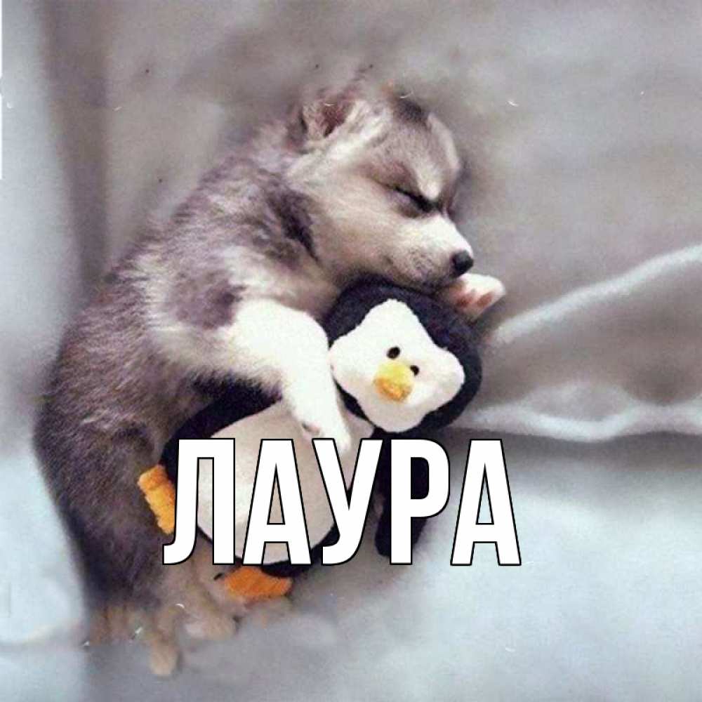Открытка на каждый день с именем, Лаура Главная обнимашки щенка и пингвина Прикольная открытка с пожеланием онлайн скачать бесплатно 