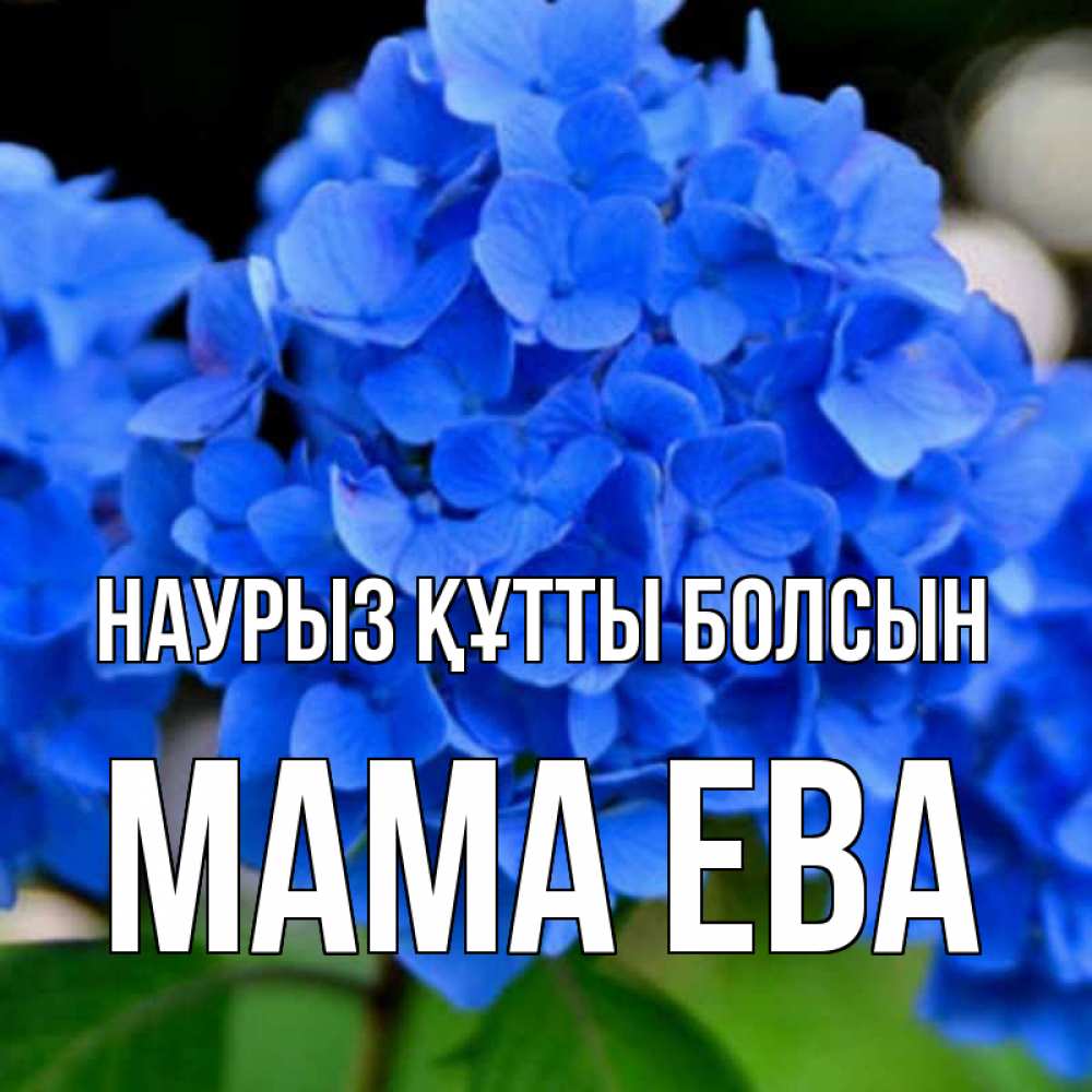 Открытка на каждый день с именем, Мама-Ева Наурыз құтты болсын синие цветы Прикольная открытка с пожеланием онлайн скачать бесплатно 