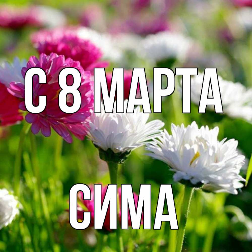 Открытка на каждый день с именем, Сима С 8 марта международный женский день 1 Прикольная открытка с пожеланием онлайн скачать бесплатно 