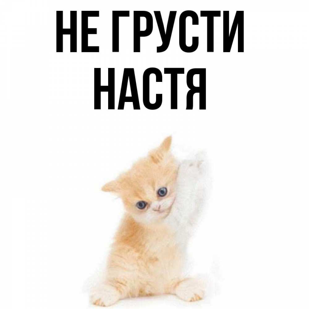 Открытка на каждый день с именем, настя Не грусти просящий кот Прикольная открытка с пожеланием онлайн скачать бесплатно 