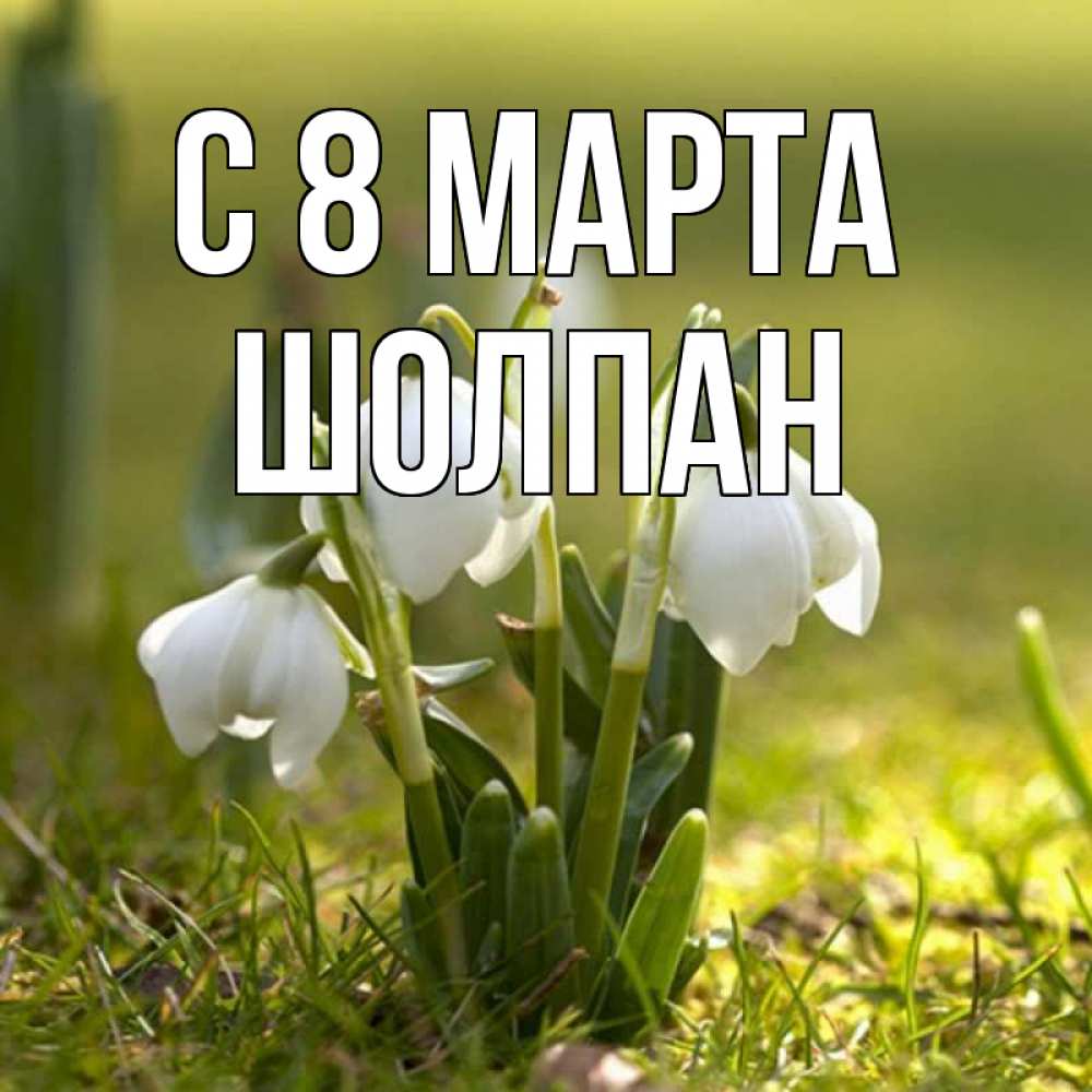 Открытка на каждый день с именем, Шолпан С 8 МАРТА ранние цветы 2 Прикольная открытка с пожеланием онлайн скачать бесплатно 