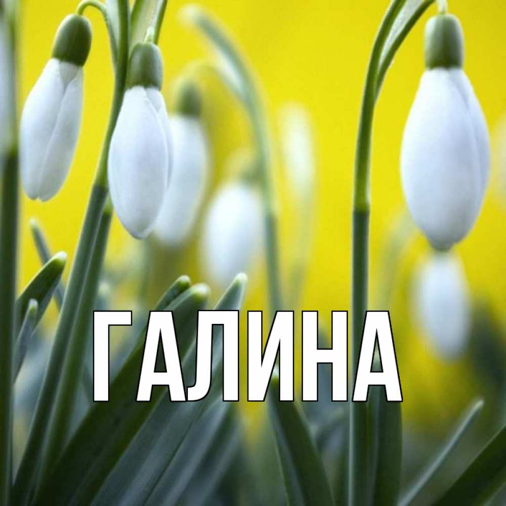 Открытка на каждый день с именем, Галина Главная весенние цветы Прикольная открытка с пожеланием онлайн скачать бесплатно 