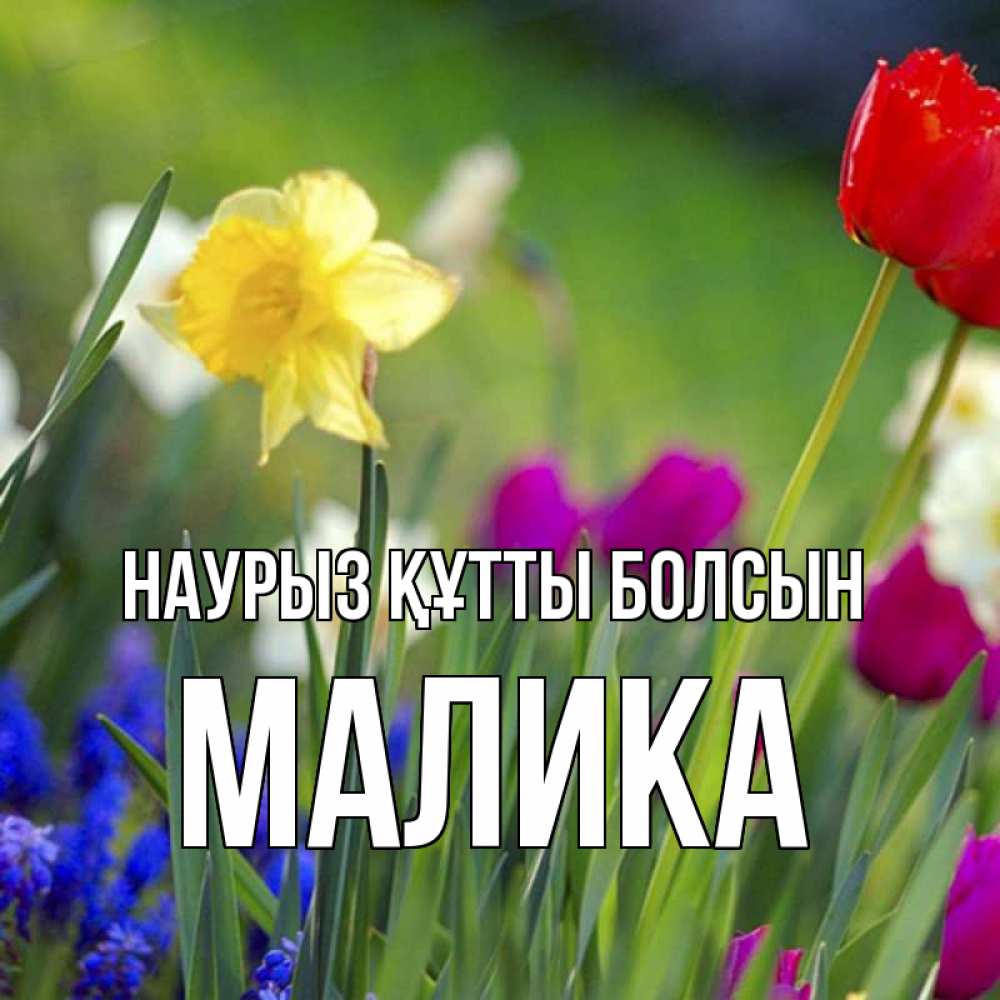 Открытка на каждый день с именем, Малика Наурыз құтты болсын наурыз  3 открытки Прикольная открытка с пожеланием онлайн скачать бесплатно 