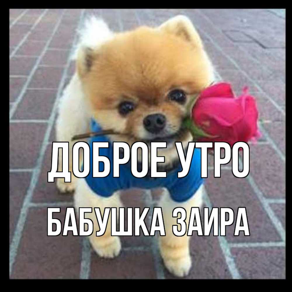 Открытка на каждый день с именем, Бабушка-Заира Доброе утро роза в зубах Прикольная открытка с пожеланием онлайн скачать бесплатно 