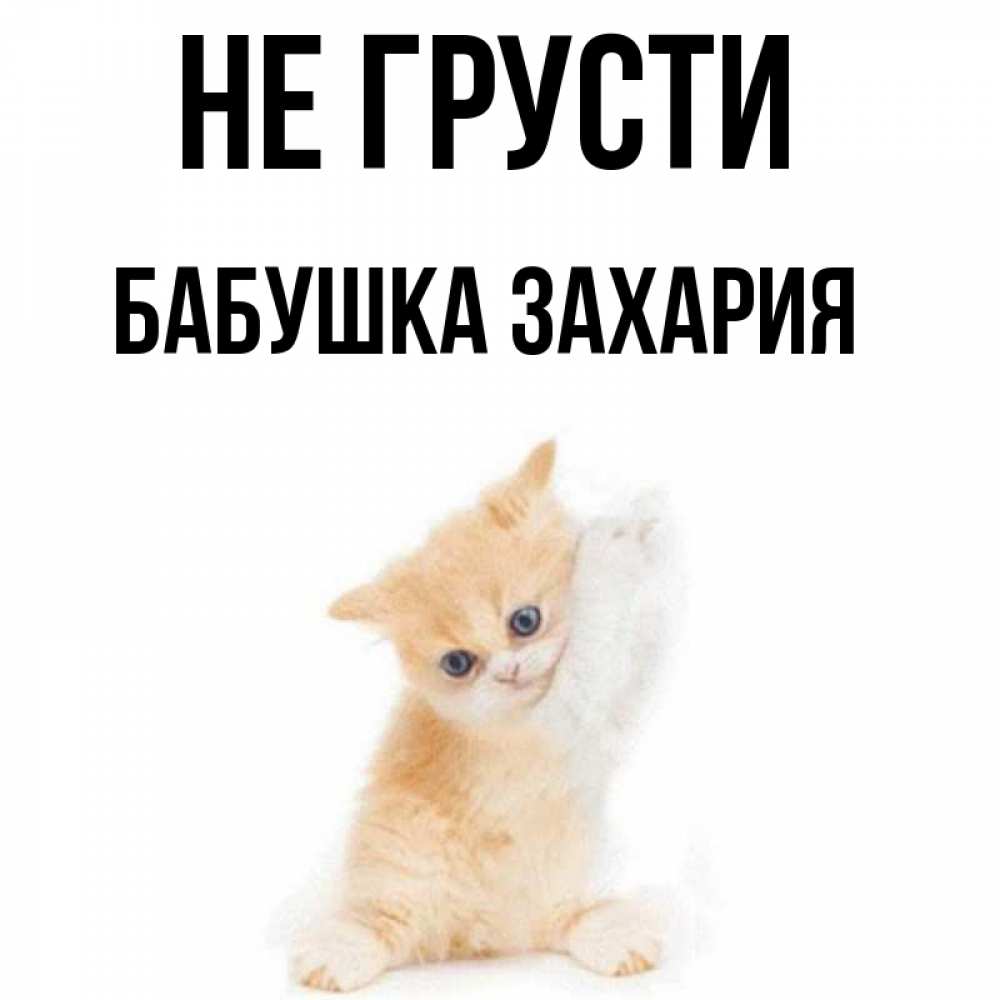 Открытка на каждый день с именем, Бабушка-Захария Не грусти просящий кот Прикольная открытка с пожеланием онлайн скачать бесплатно 