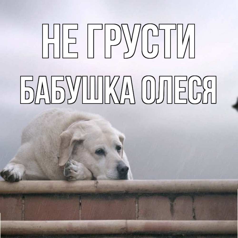 Открытка на каждый день с именем, Бабушка-Олеся Не грусти белый пес 1 Прикольная открытка с пожеланием онлайн скачать бесплатно 