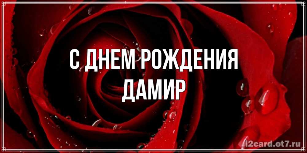 Открытка на каждый день с именем, Дамир С днем рождения крупная бордовая роза Прикольная открытка с пожеланием онлайн скачать бесплатно 