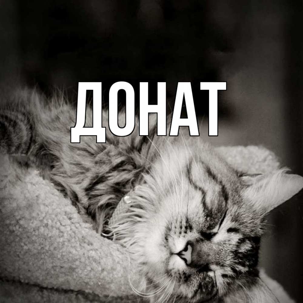 Открытка на каждый день с именем, Донат Главная котярик пушистый Прикольная открытка с пожеланием онлайн скачать бесплатно 