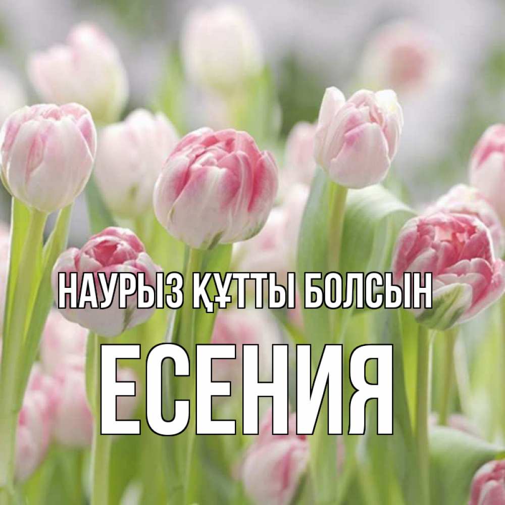 Открытка на каждый день с именем, Есения Наурыз құтты болсын цветы Прикольная открытка с пожеланием онлайн скачать бесплатно 