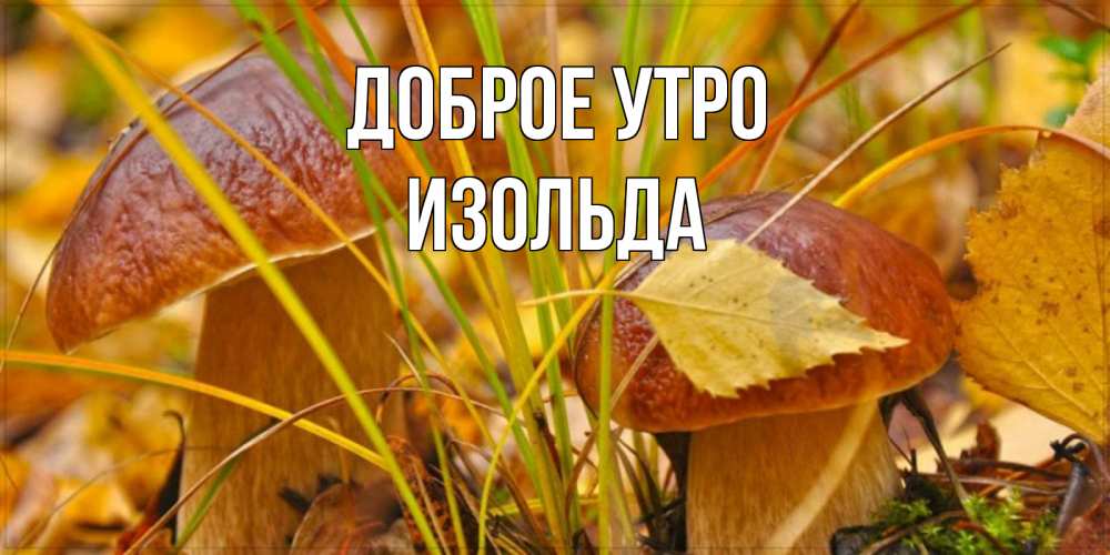 Открытка на каждый день с именем, Изольда Доброе утро осенние грибы Прикольная открытка с пожеланием онлайн скачать бесплатно 