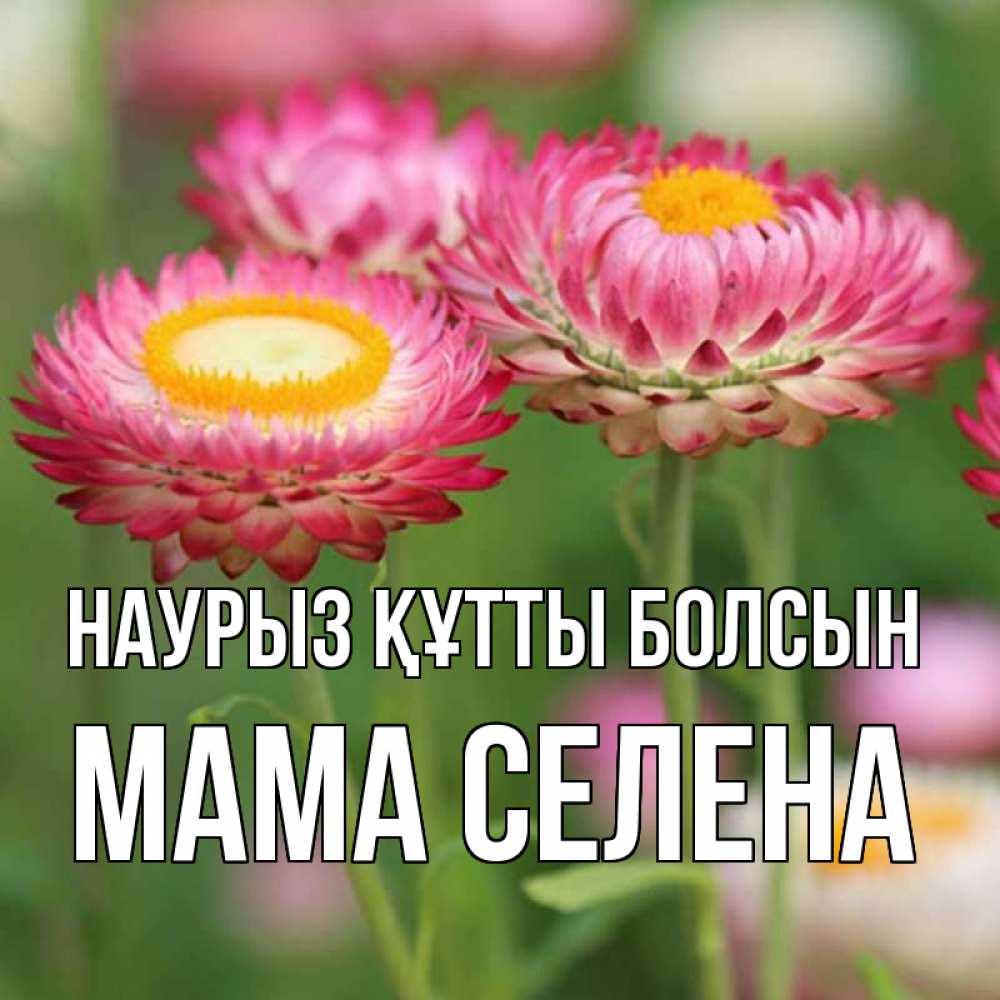 Открытка на каждый день с именем, Мама-Селена Наурыз құтты болсын подарок на международный женский день Прикольная открытка с пожеланием онлайн скачать бесплатно 