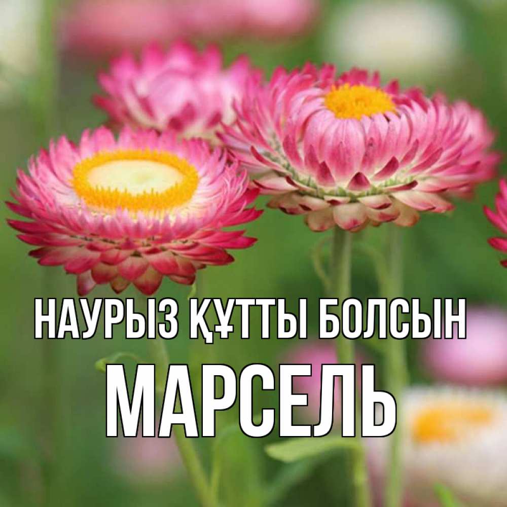Открытка на каждый день с именем, Марсель Наурыз құтты болсын подарок на международный женский день Прикольная открытка с пожеланием онлайн скачать бесплатно 