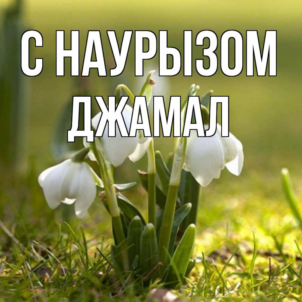 Открытка на каждый день с именем, Джамал С наурызом ранние цветы 2 Прикольная открытка с пожеланием онлайн скачать бесплатно 