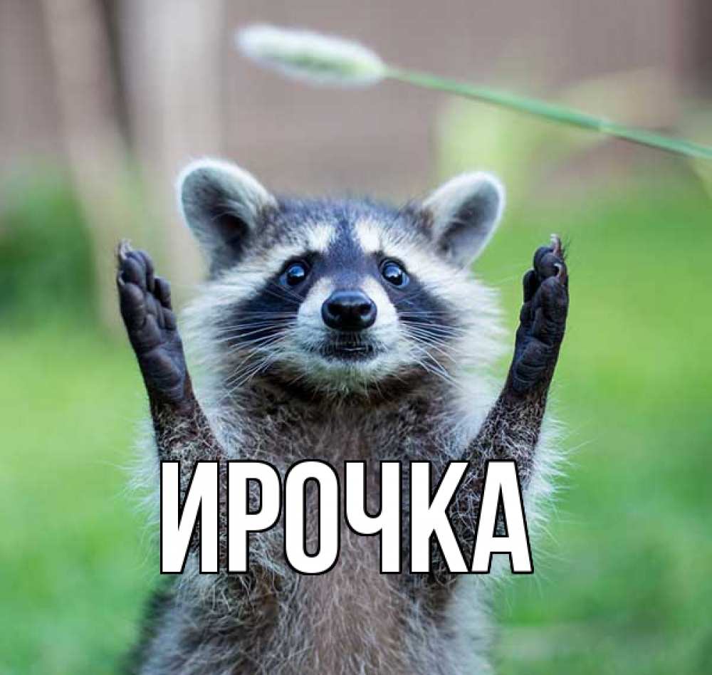 Картинка  с именем , ирочка