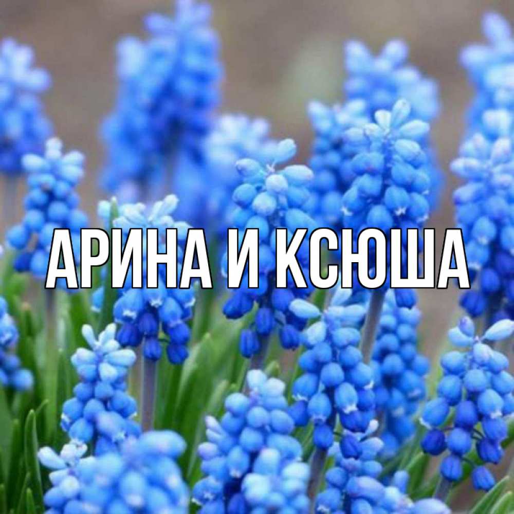 Открытка на каждый день с именем, Арина-и-Ксюша Главная Поздравительная открытка для женщин с цветами на праздничную дату Прикольная открытка с пожеланием онлайн скачать бесплатно 