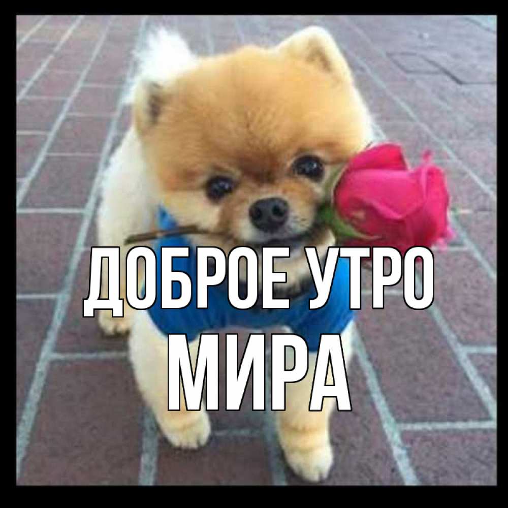 Открытка на каждый день с именем, Мира Доброе утро роза в зубах Прикольная открытка с пожеланием онлайн скачать бесплатно 